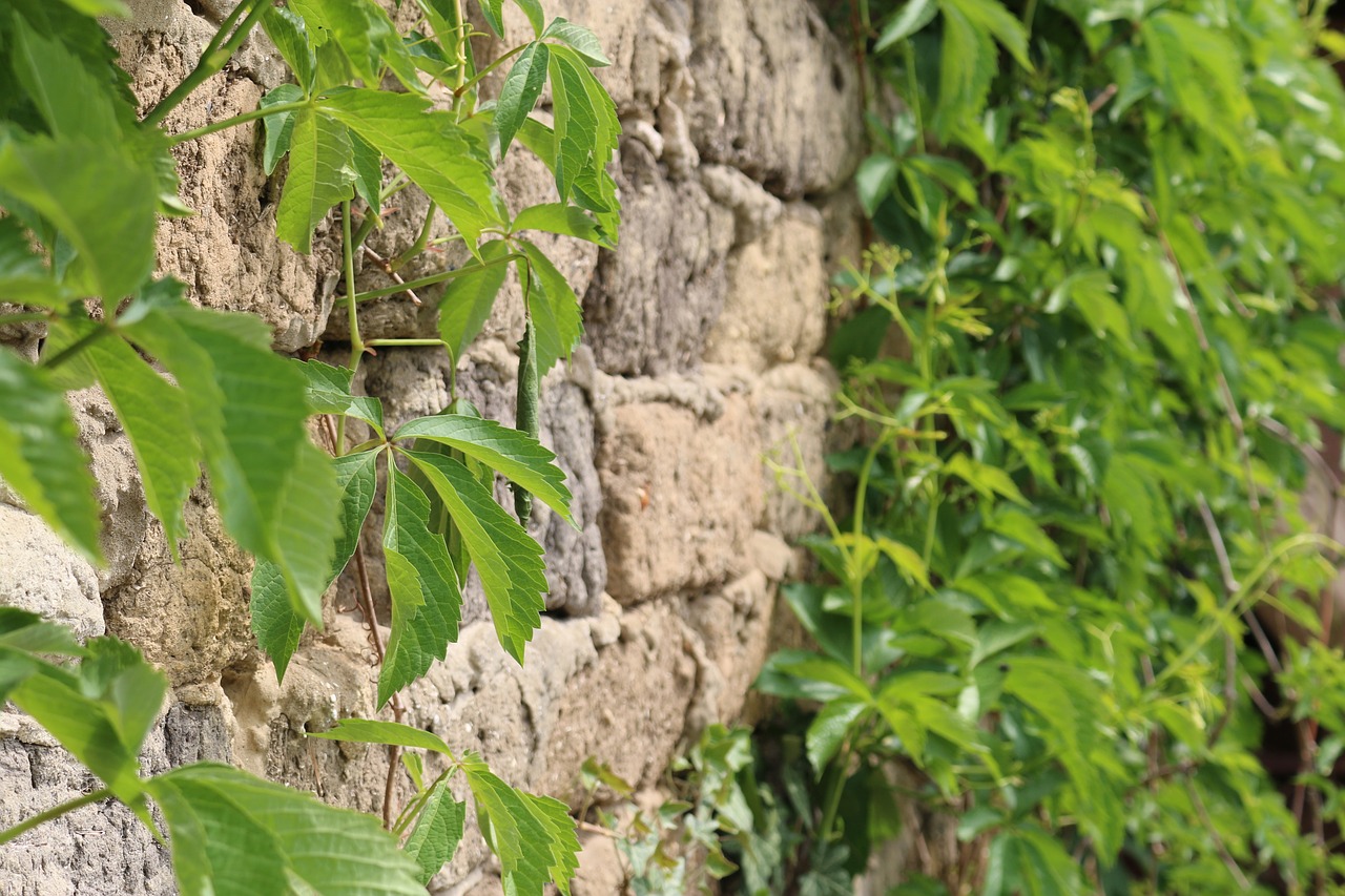 brick green leaf free photo