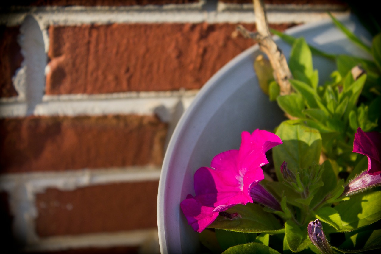 brick nature flower free photo