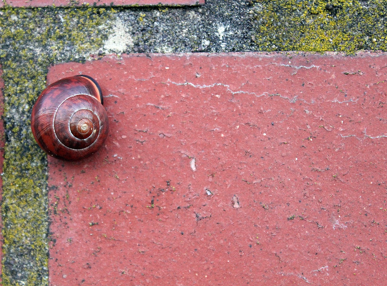 brick snail brown free photo