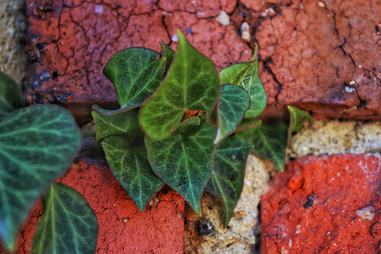 brick  cracks  wall free photo