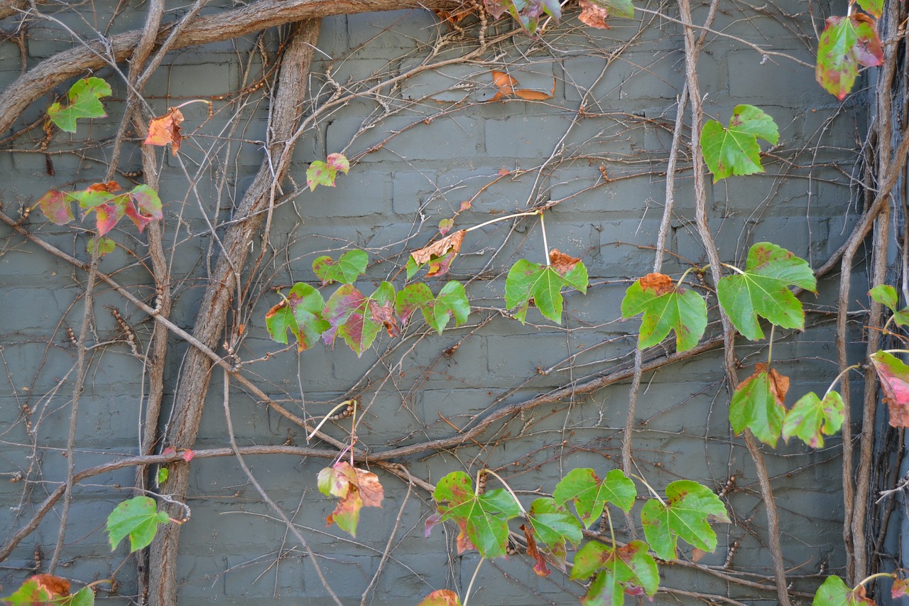 brick texture leaves free photo