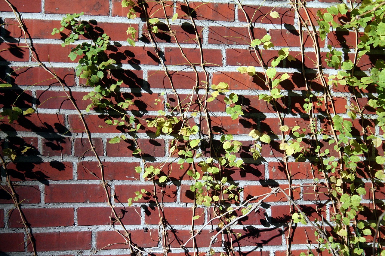 brick wall vines free photo