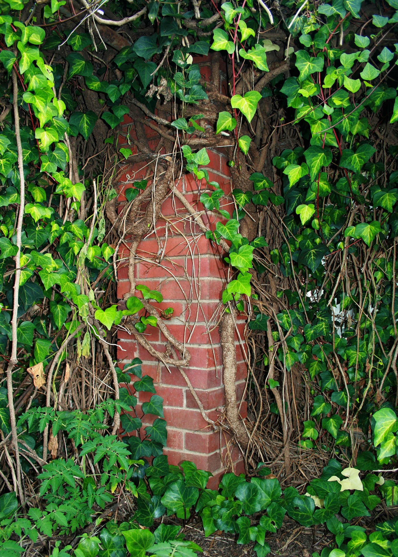 garden corner ivy free photo