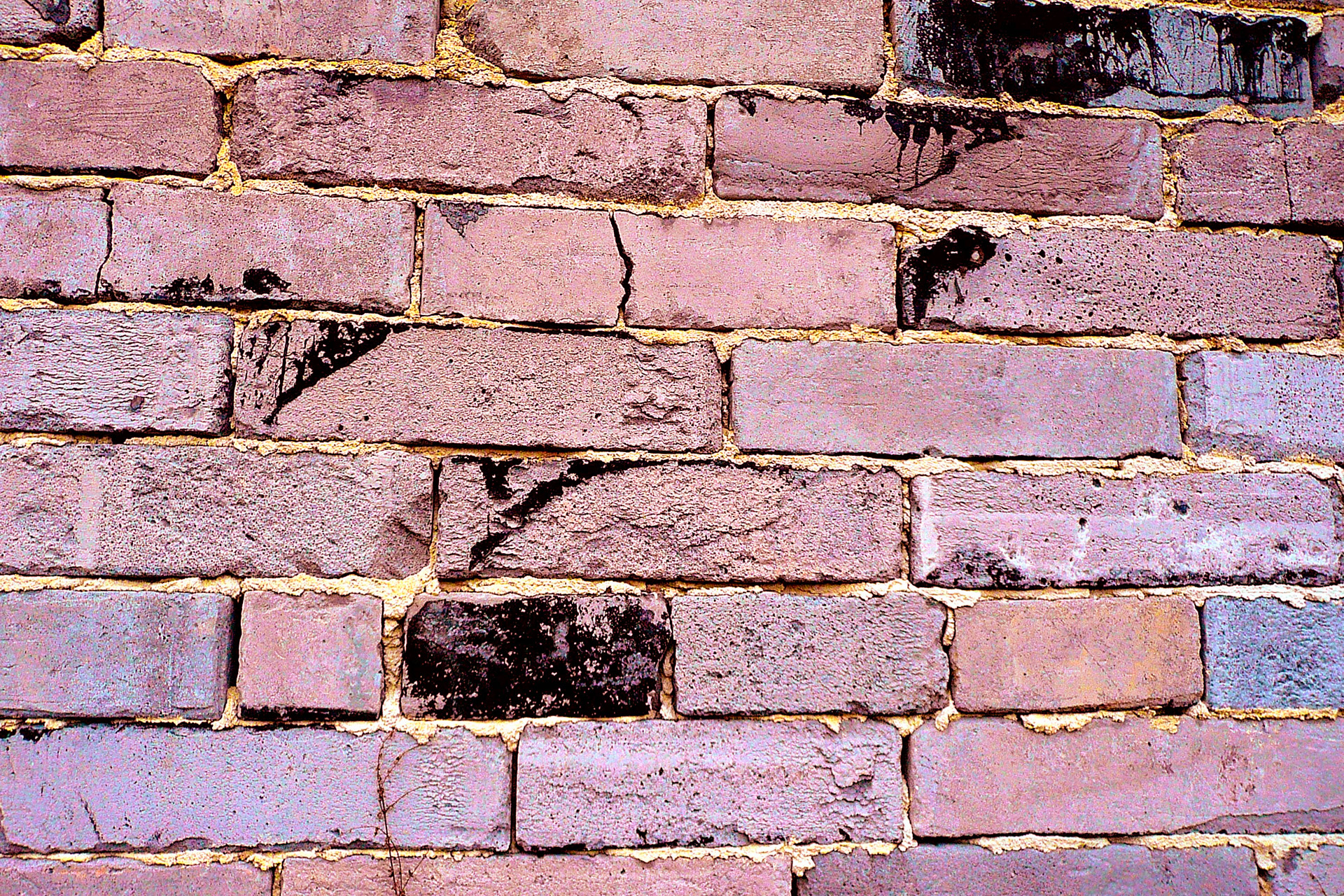 brick wall background free photo