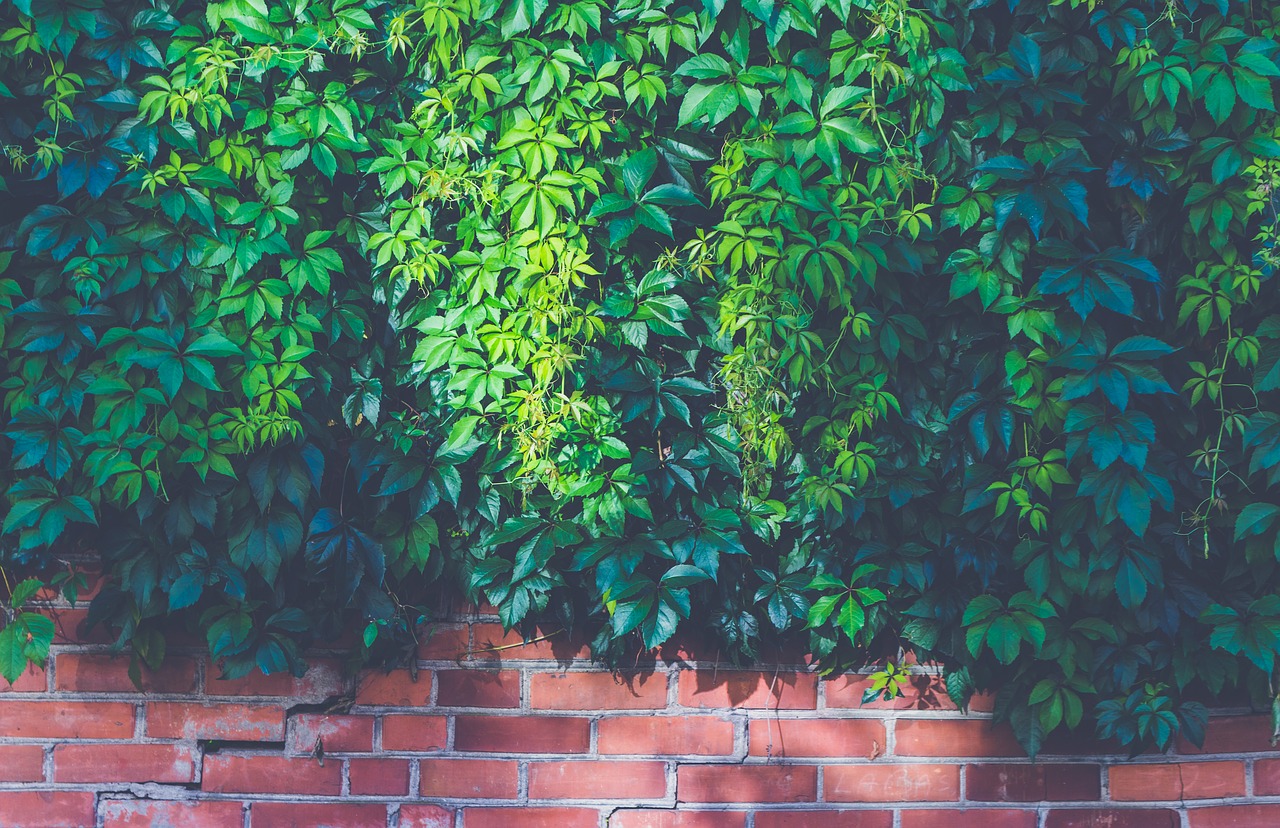 brick wall bricks bright free photo