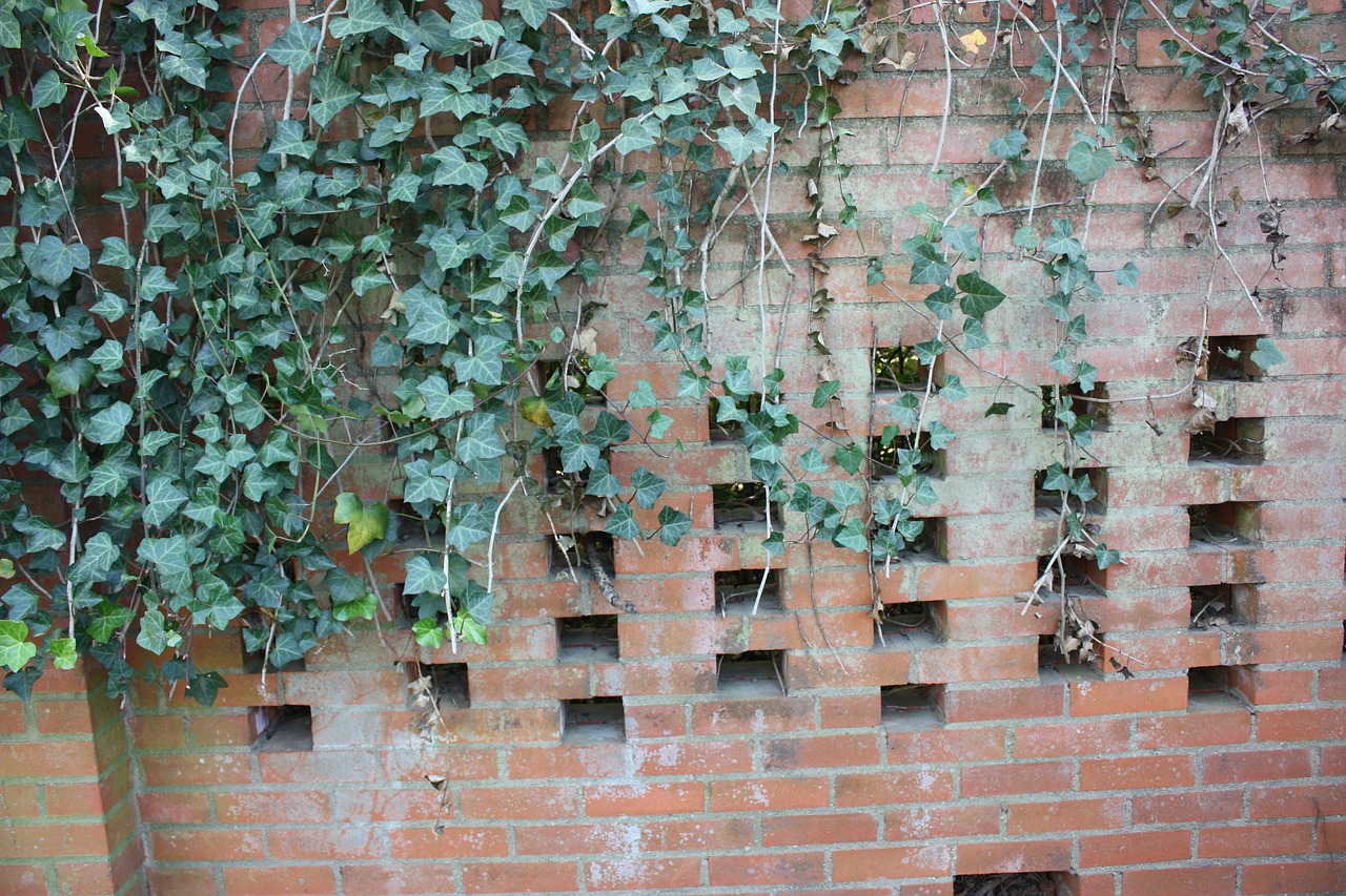 brick wall ivy bricks free photo