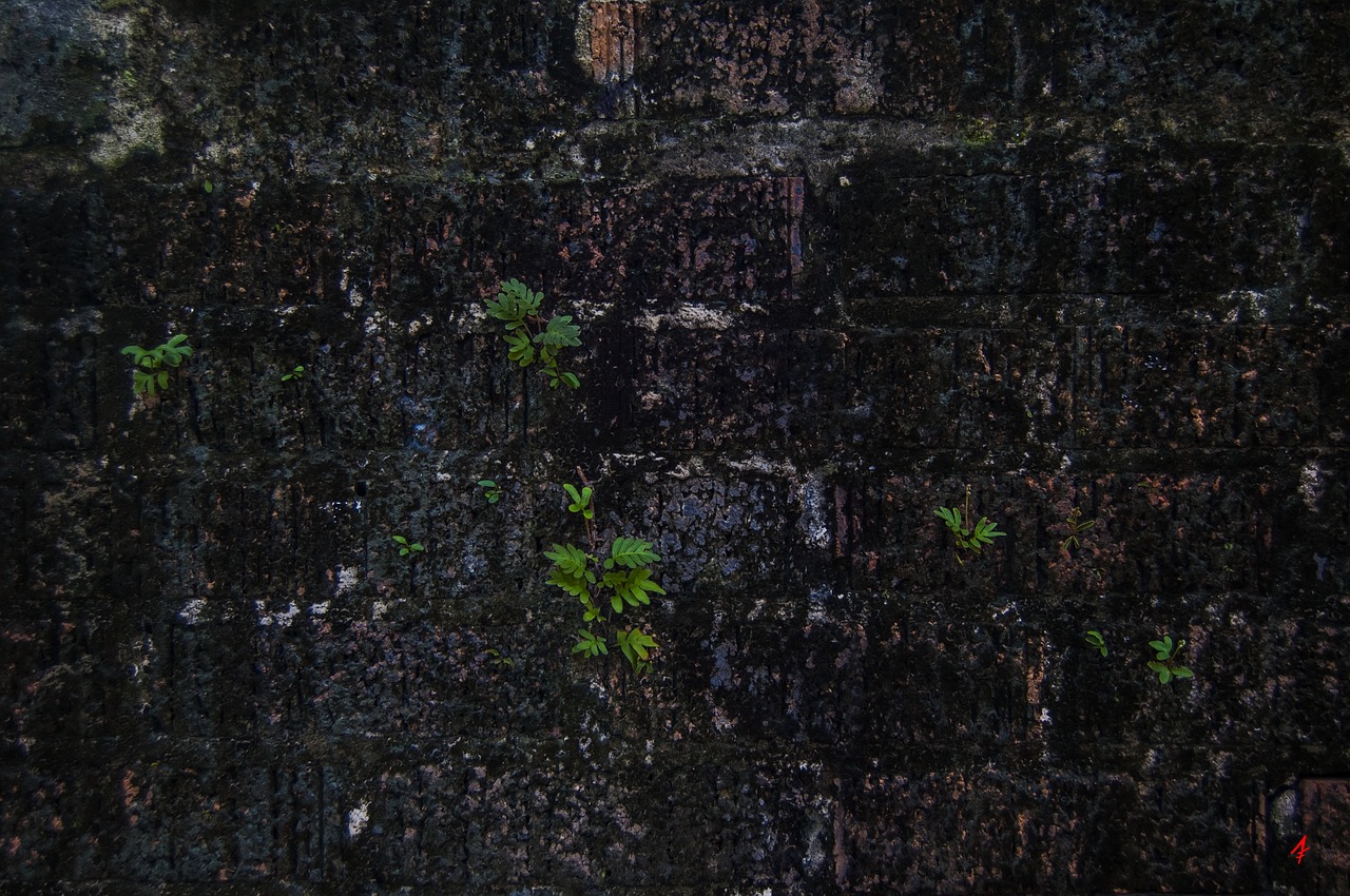 brick wall algae wall free photo