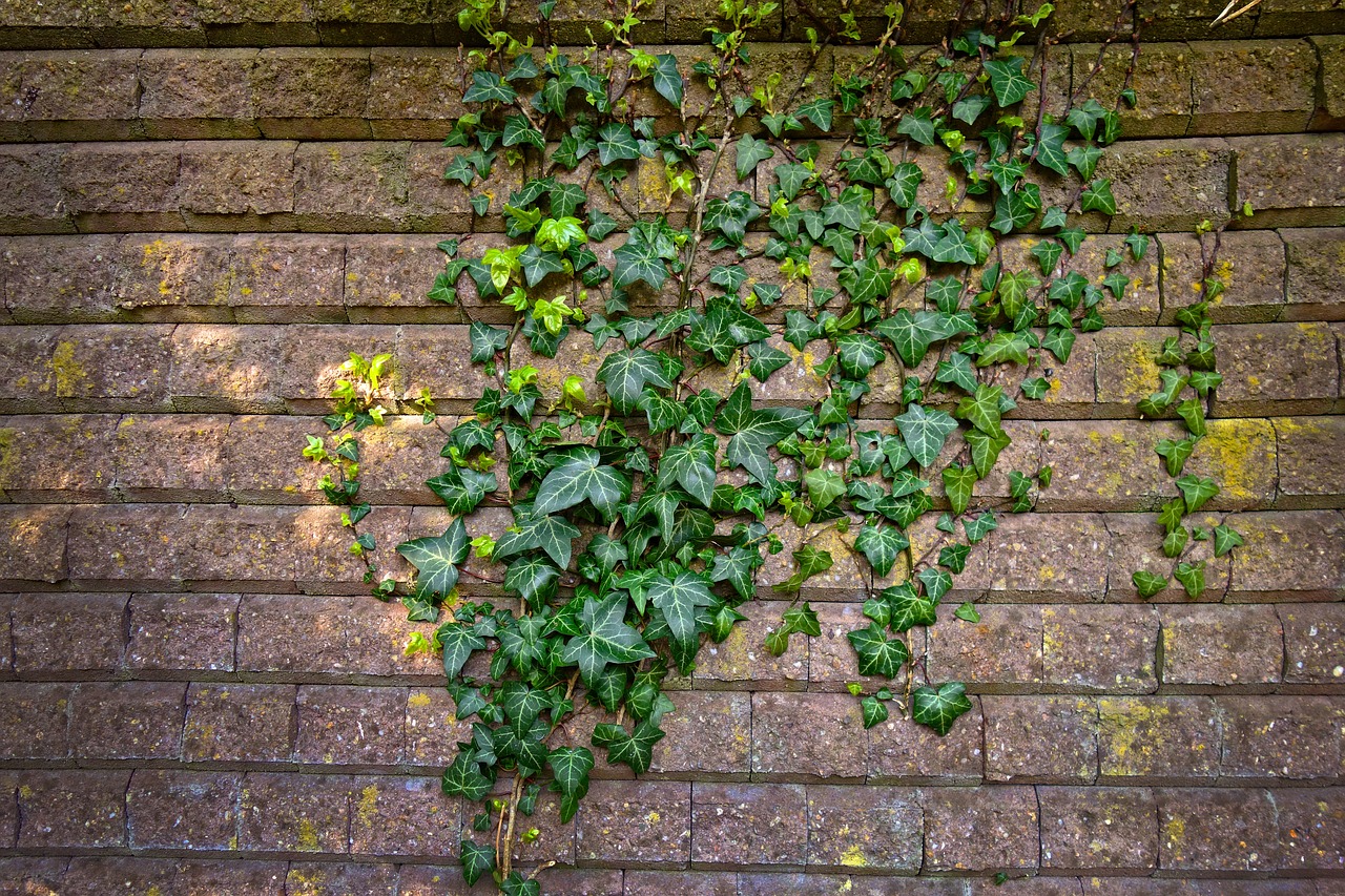 brick wall  wall  ivy free photo