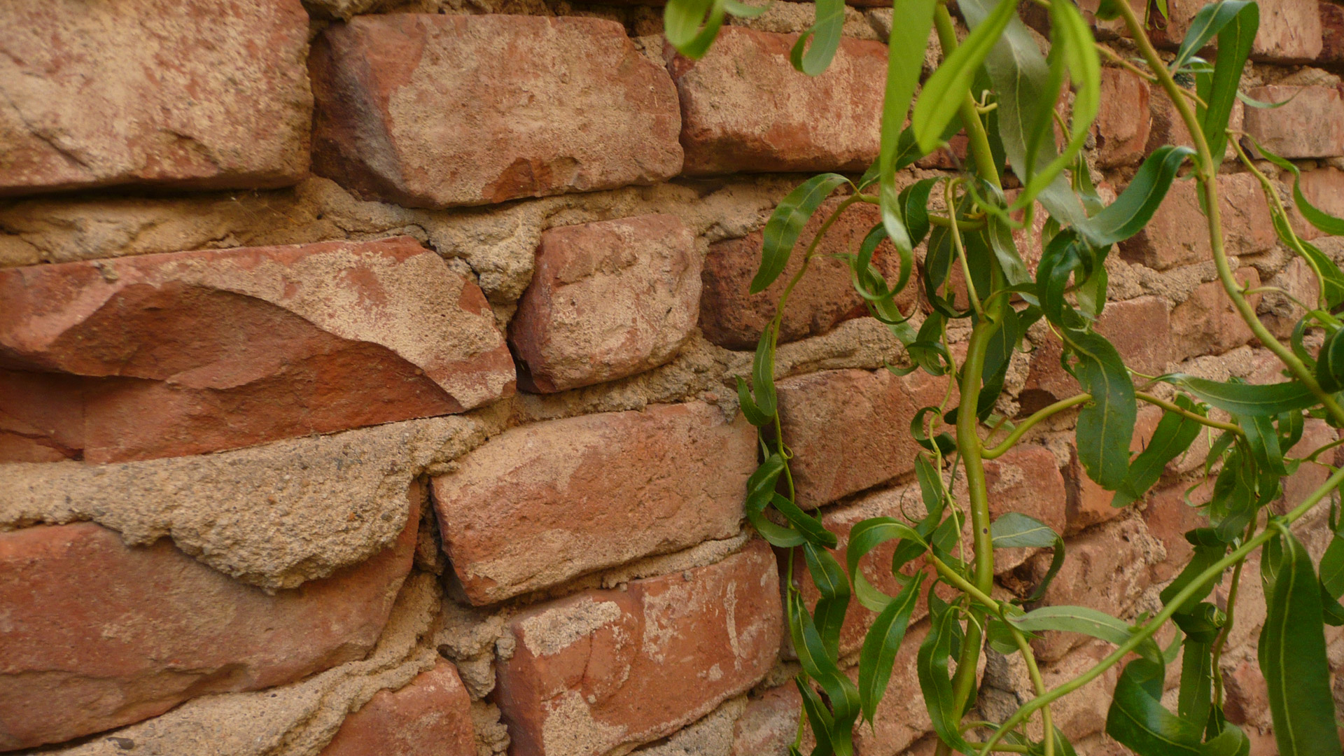 brick wall ivy free photo