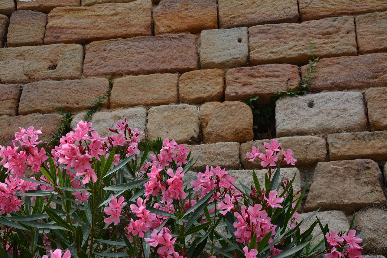 bricks  nerium oleander  flowers free photo