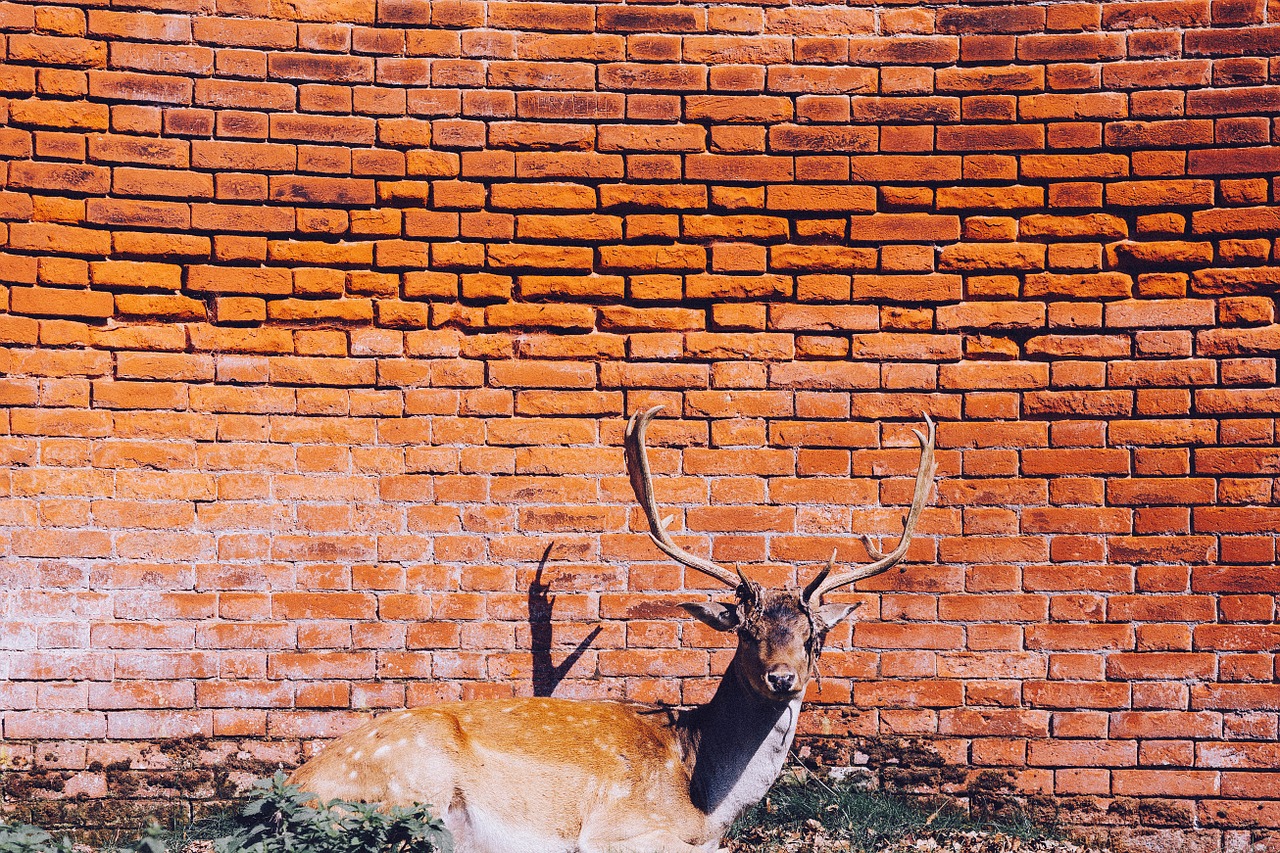 brickwork bricks wall free photo