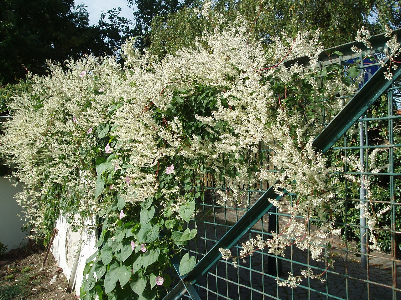 bridal veil knotweed hedge free photo