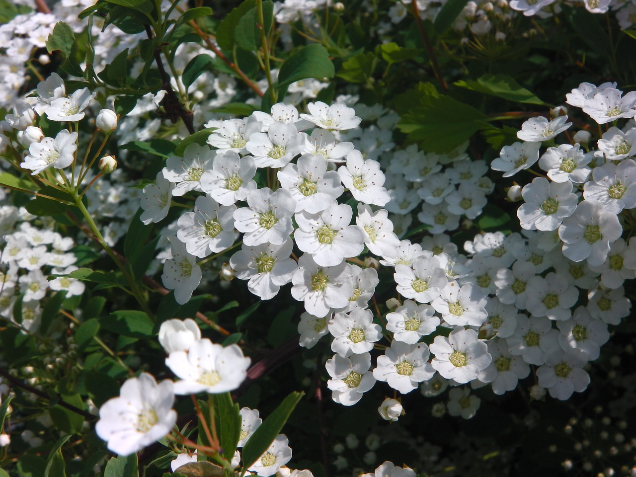 bridal wreath flower bloom free photo