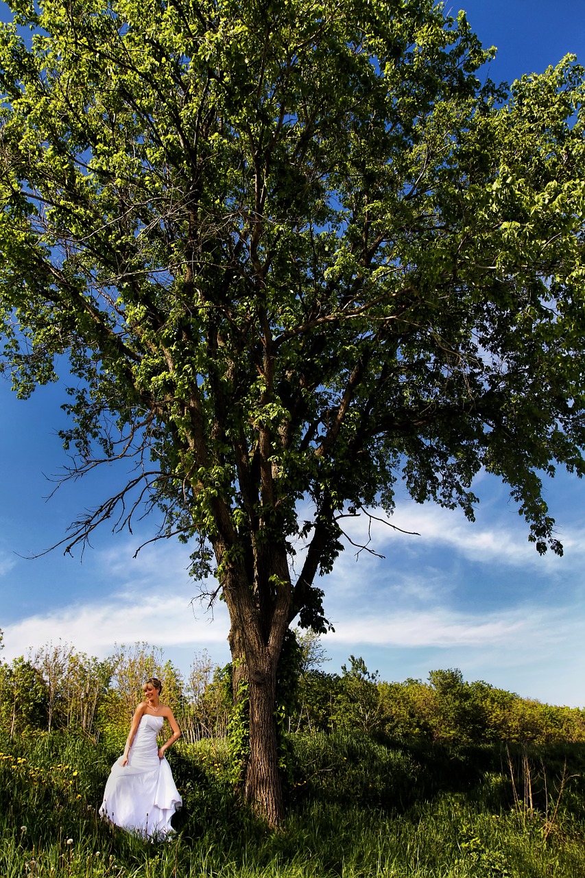 bride wedding wedding dress free photo