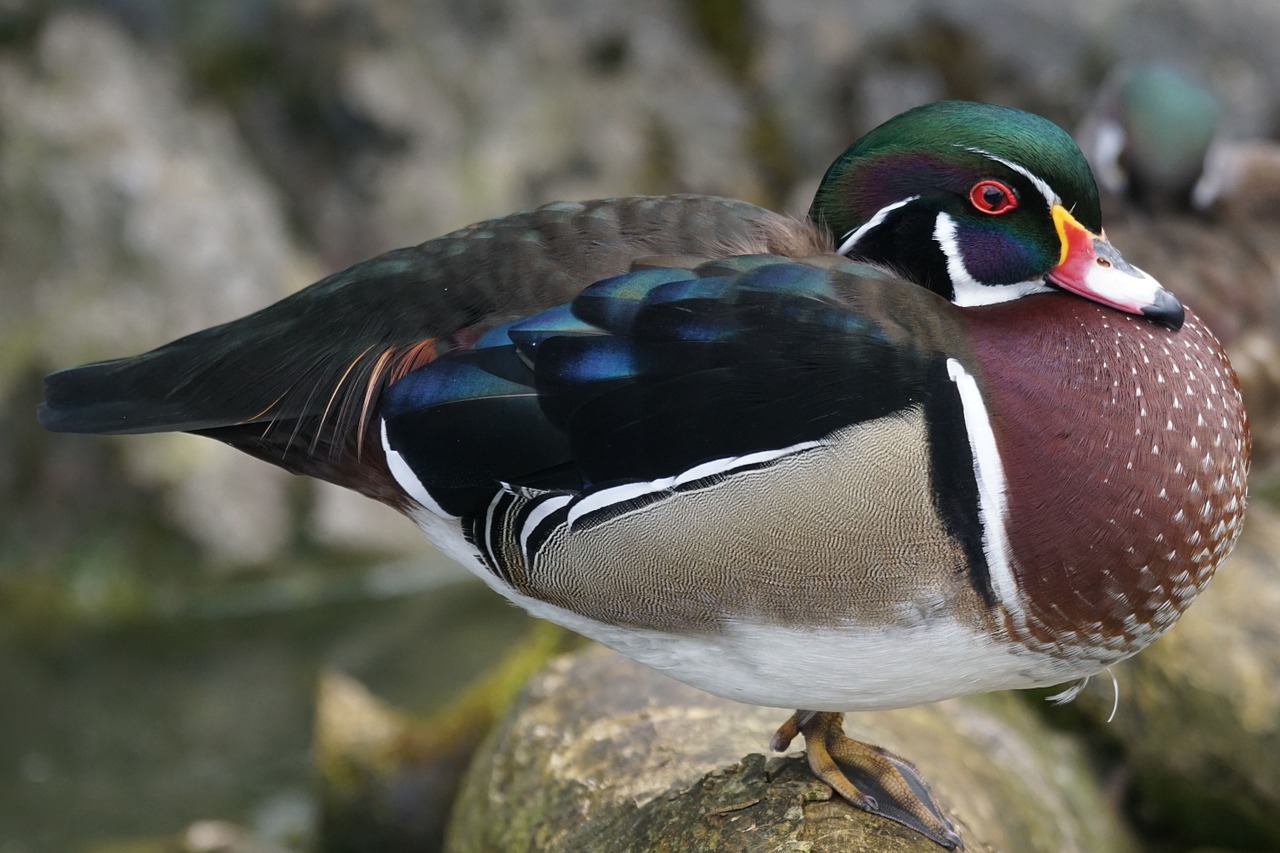 bride duck male duck bird free photo