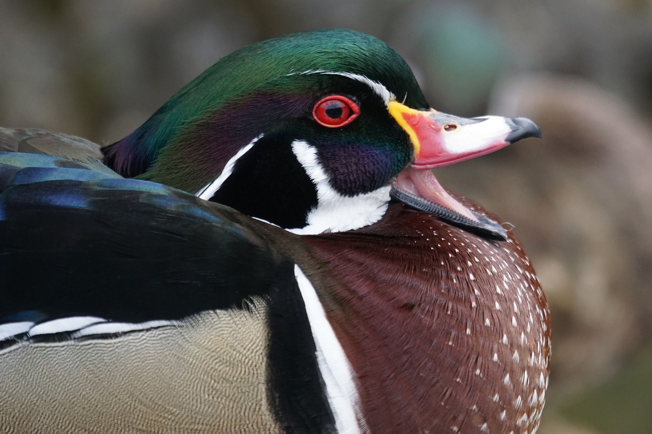 bride duck male duck bird free photo