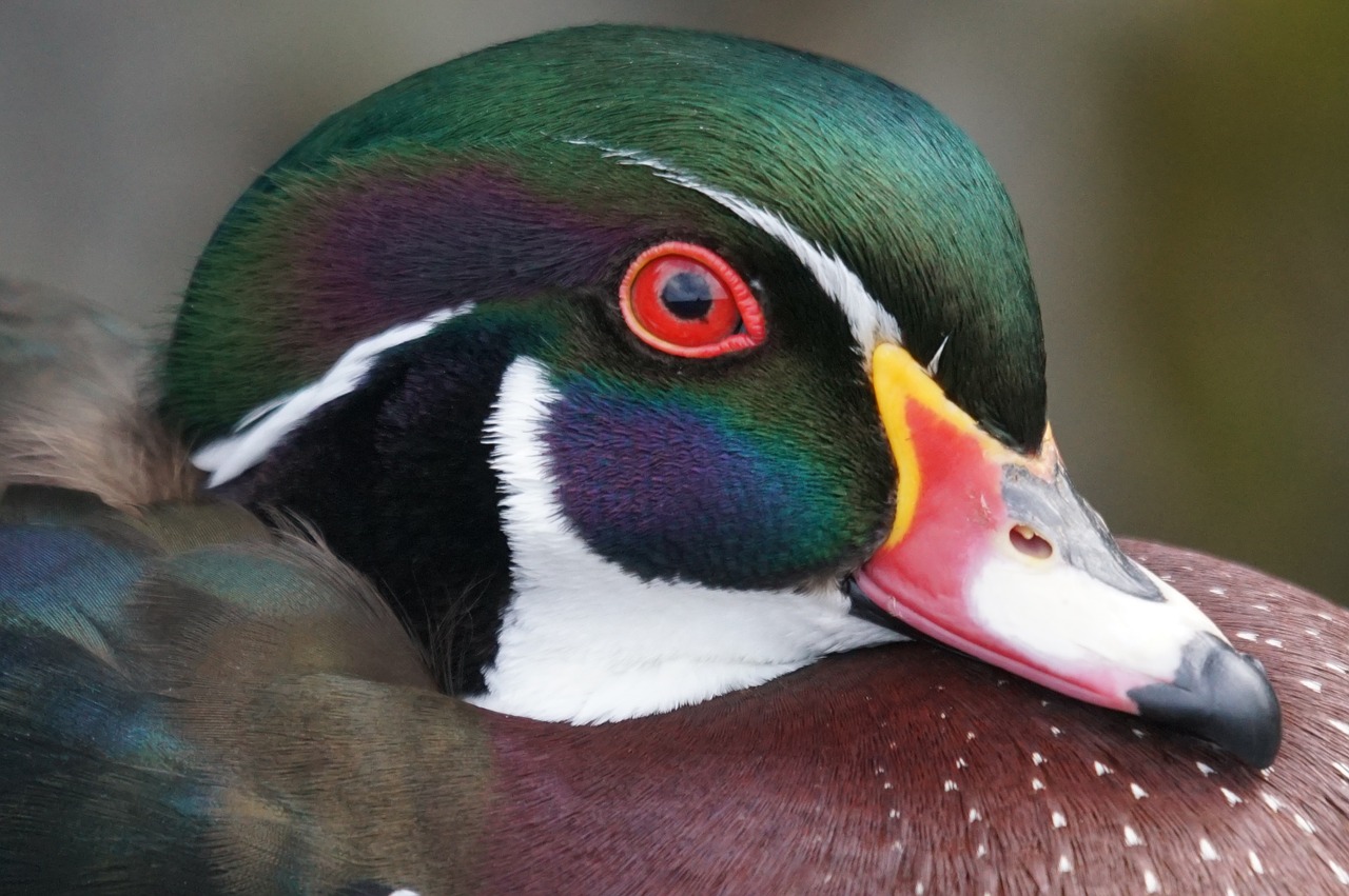 bride duck male duck bird free photo