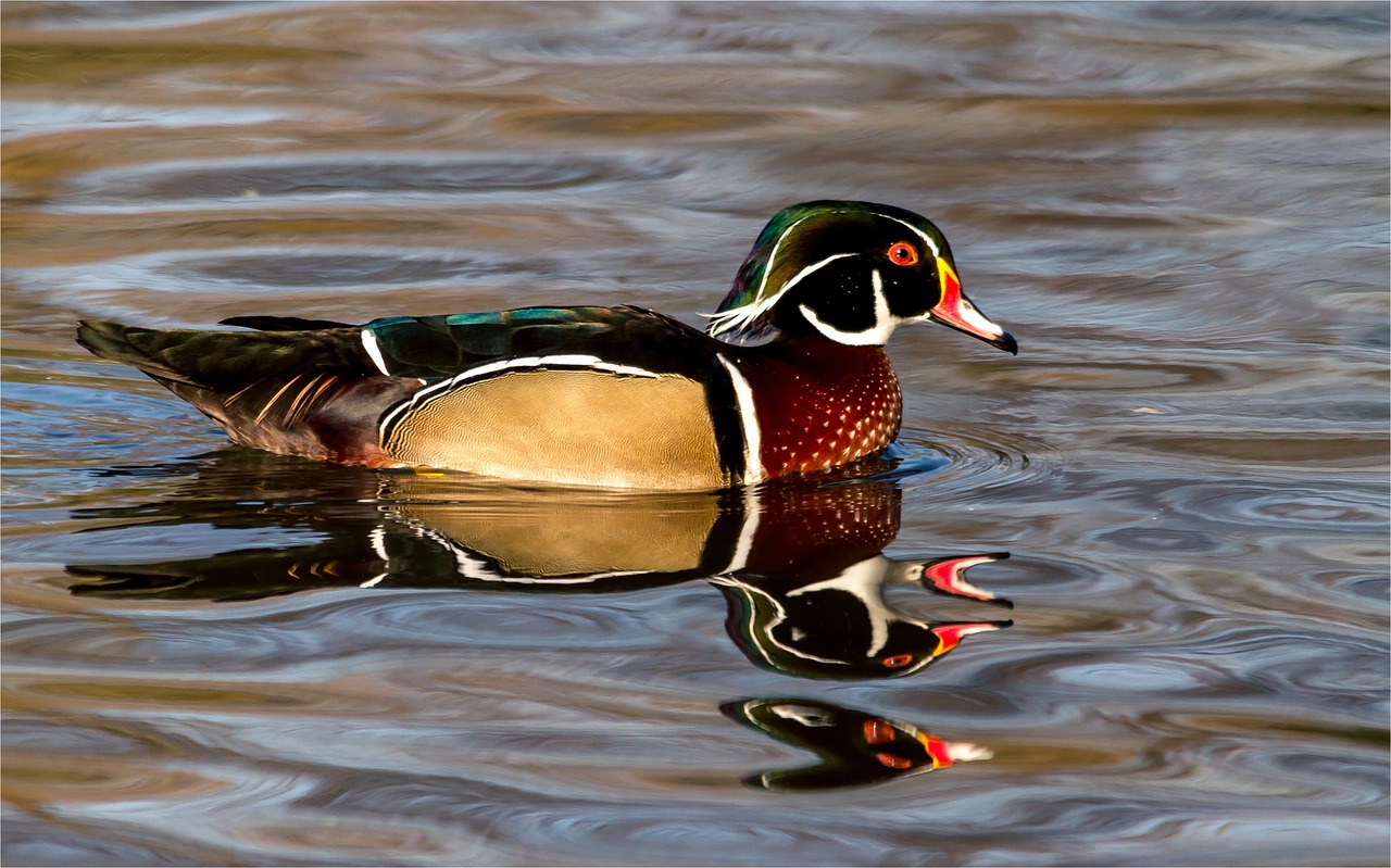 bride duck  birds  water free photo