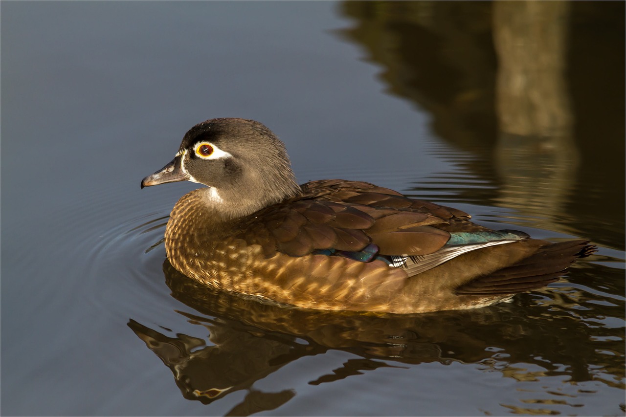 bride duck  female  water free photo