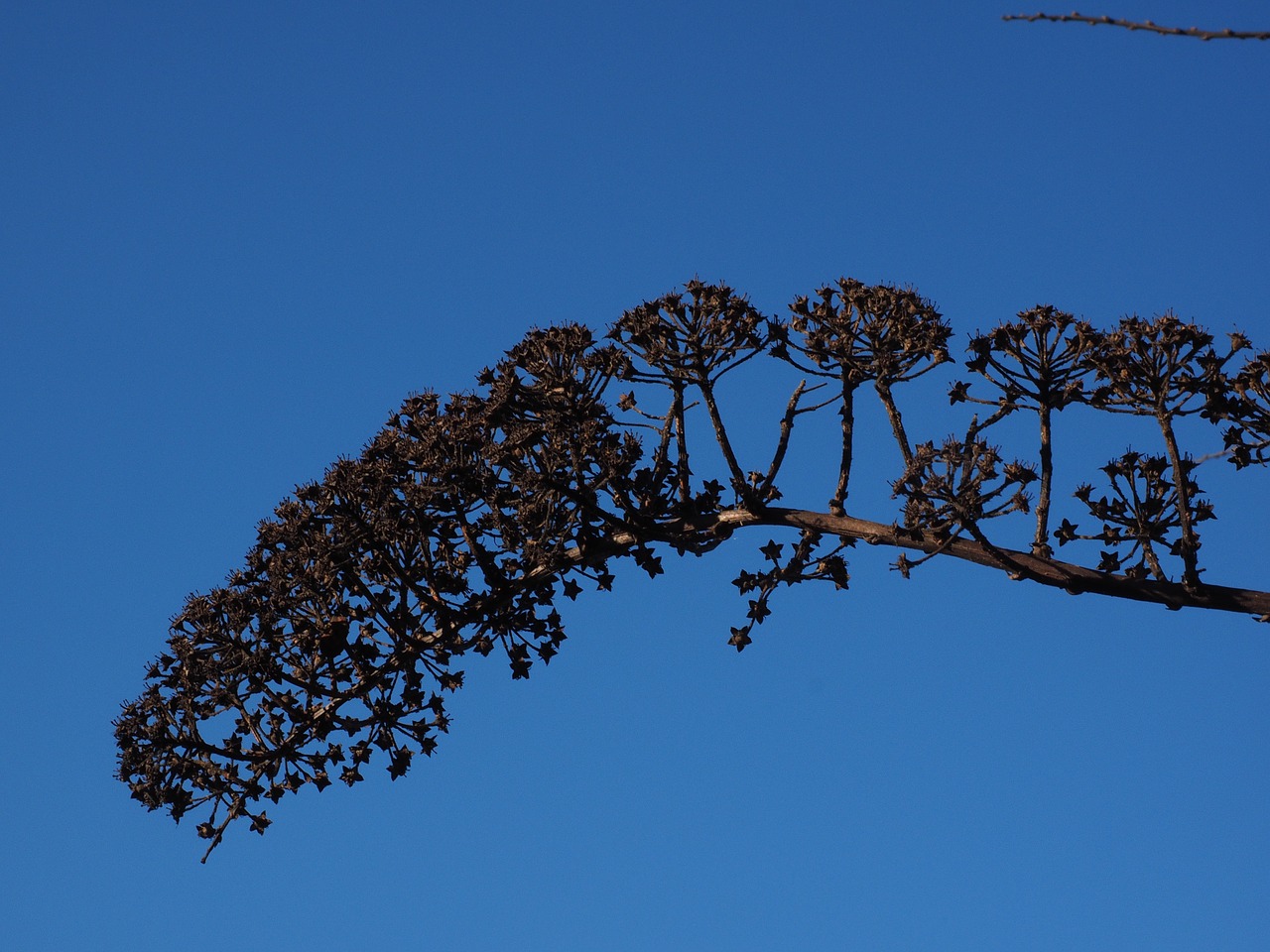 bride spiere ornamental shrub withered free photo