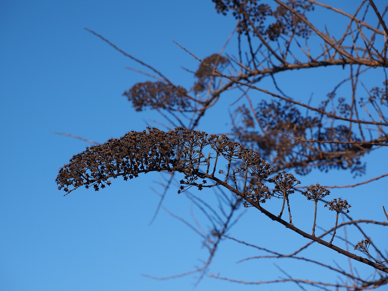 bride spiere ornamental shrub withered free photo