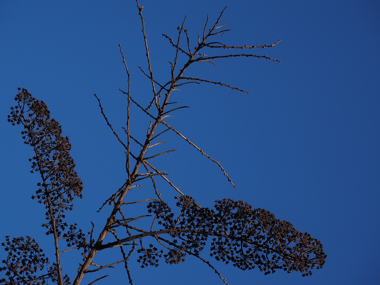 bride spiere ornamental shrub withered free photo