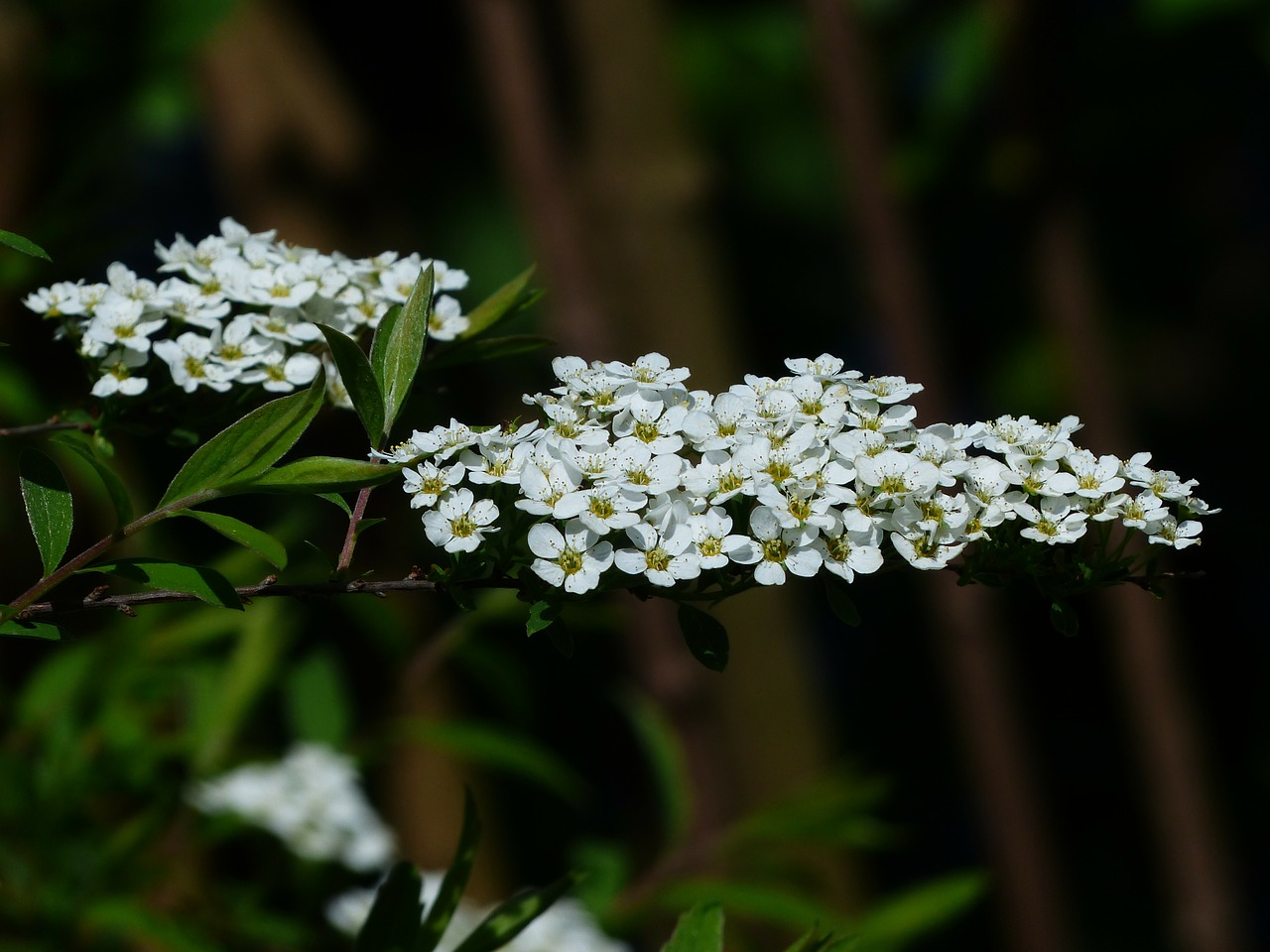 bride spiere ornamental shrub flowers free photo