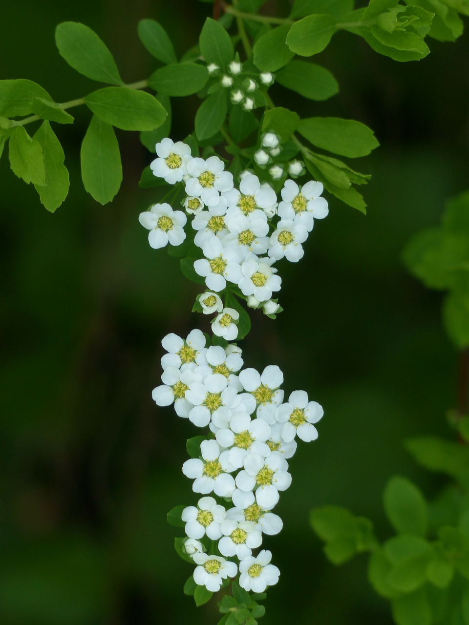 bride spiere ornamental shrub flowers free photo