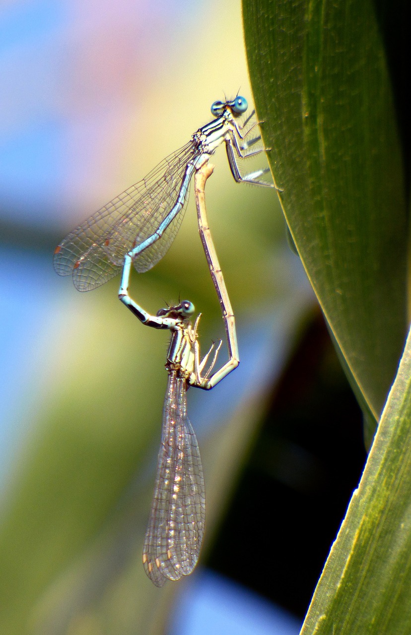 bridesmaids dragonflies coupling free photo