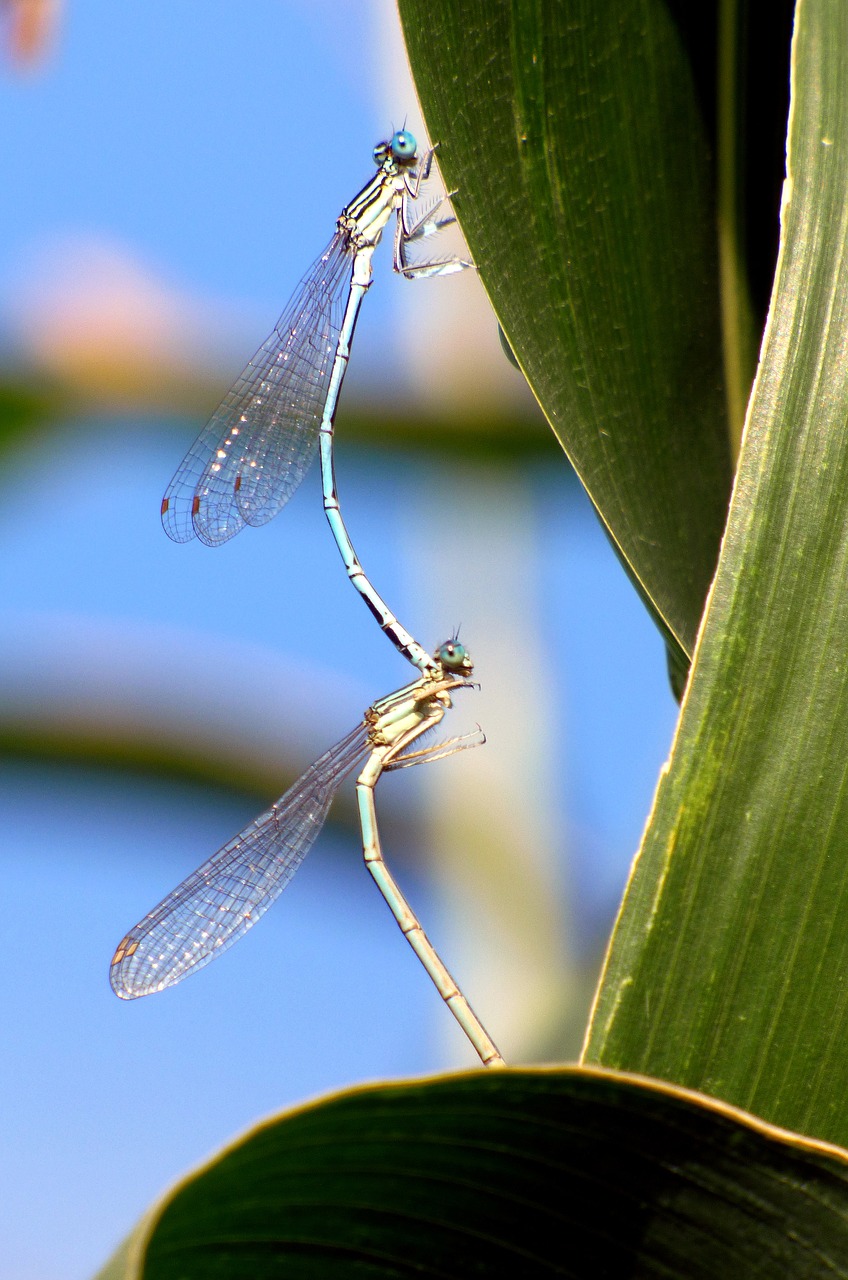 bridesmaids dragonflies coupling free photo