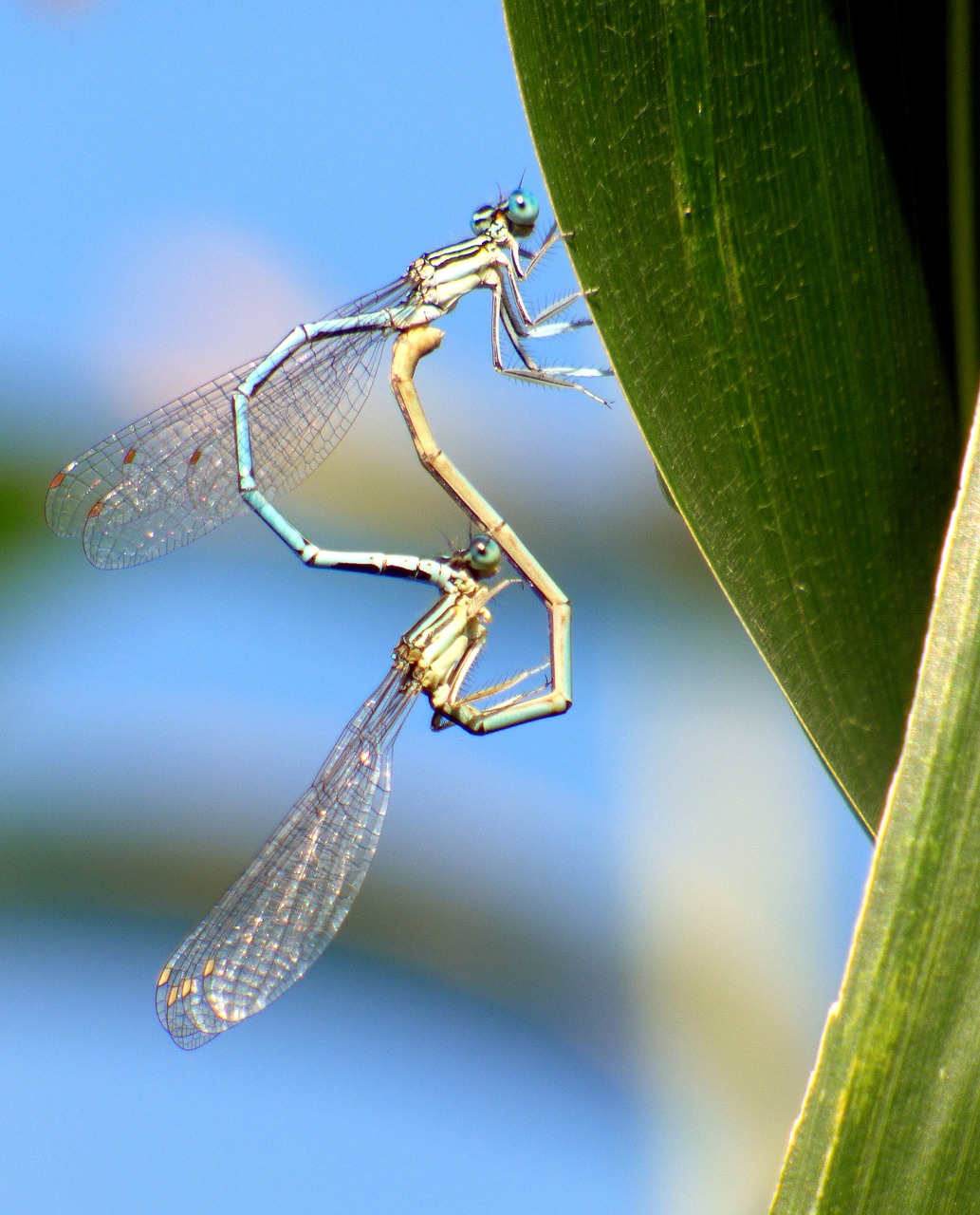 bridesmaids dragonflies nature free photo