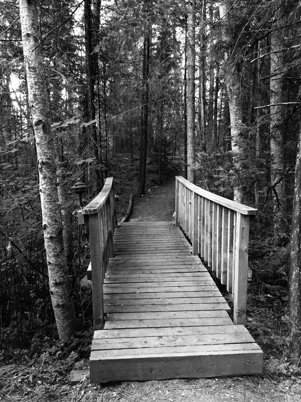 bridge trees nature free photo