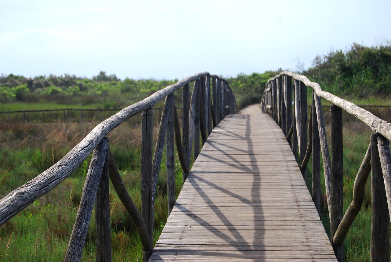 bridge nature hiking free photo