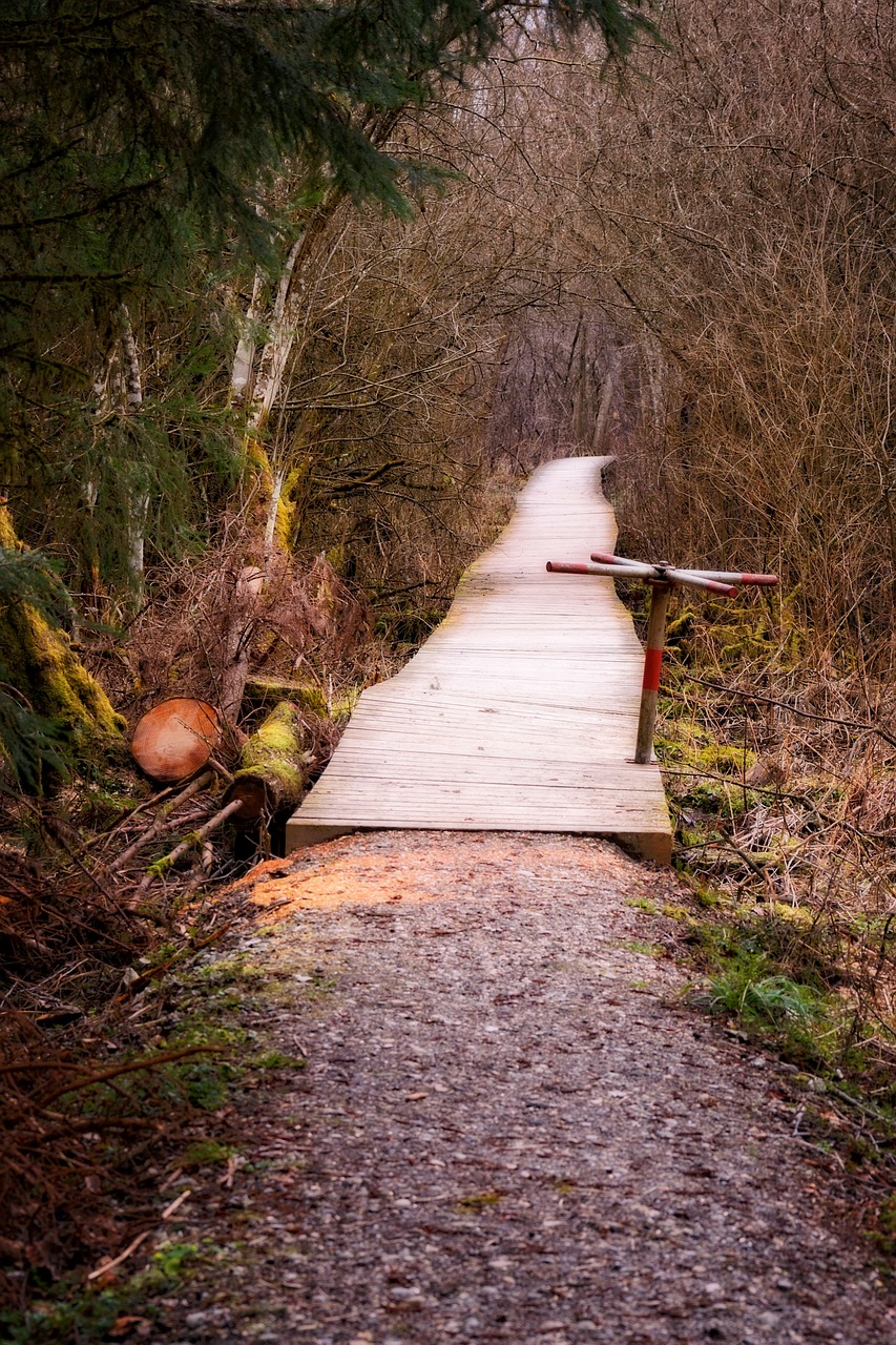 bridge web boardwalk free photo