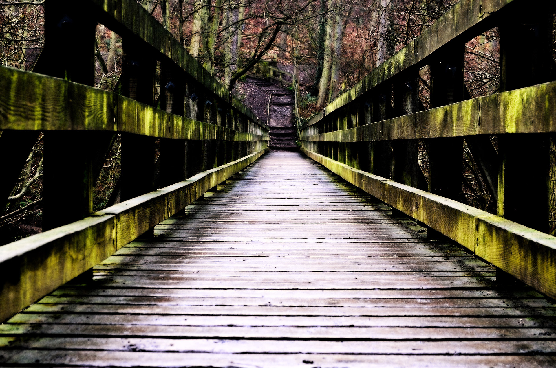 bridge forest wood free photo