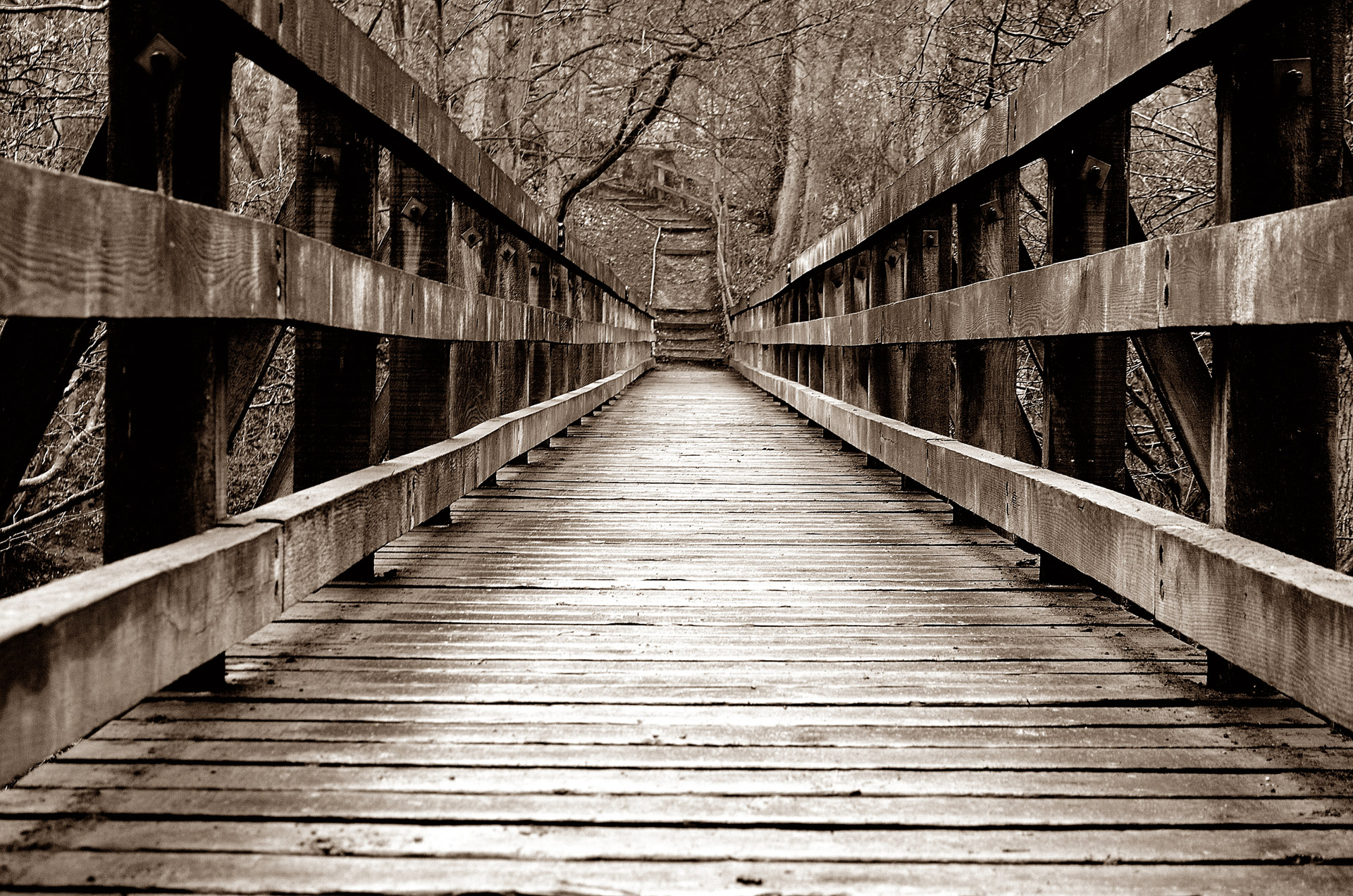 bridge forest wood free photo