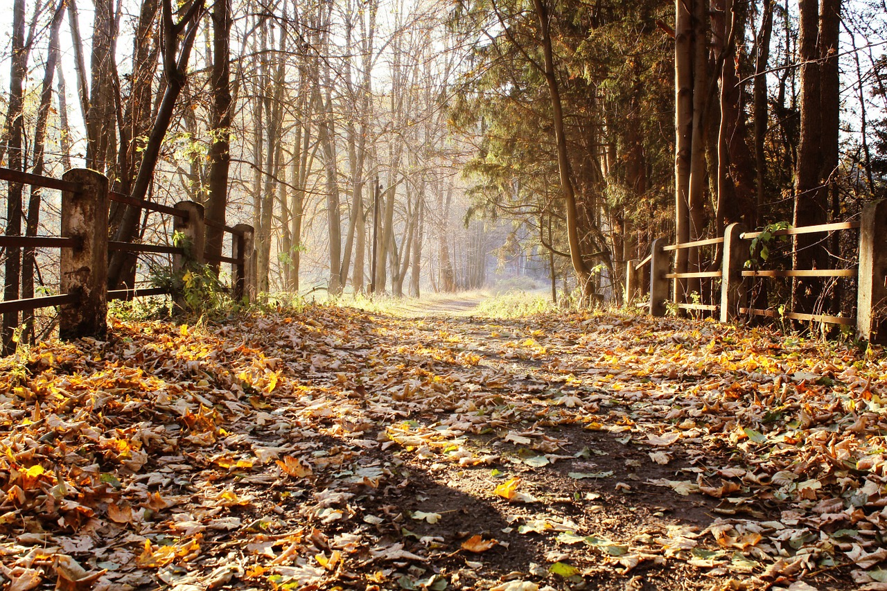 bridge autumn fall free photo