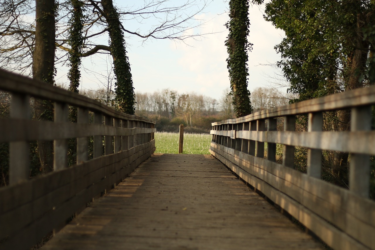 bridge tree nature free photo