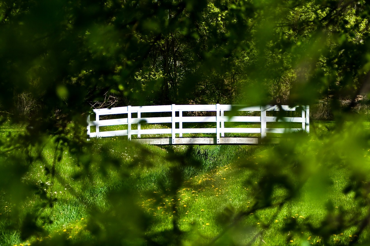 bridge trees forest free photo