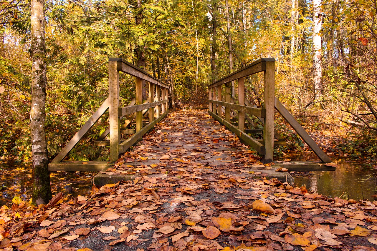 bridge autumn leaves free photo