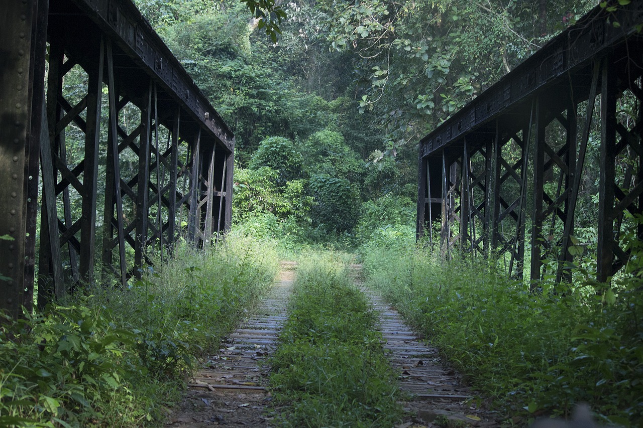 bridge forest nature free photo