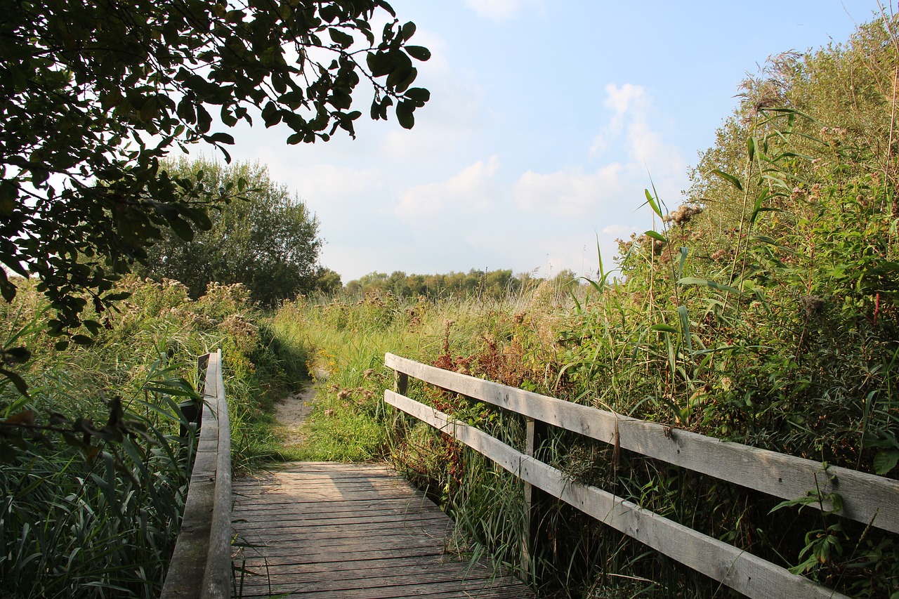 bridge nature trees free photo