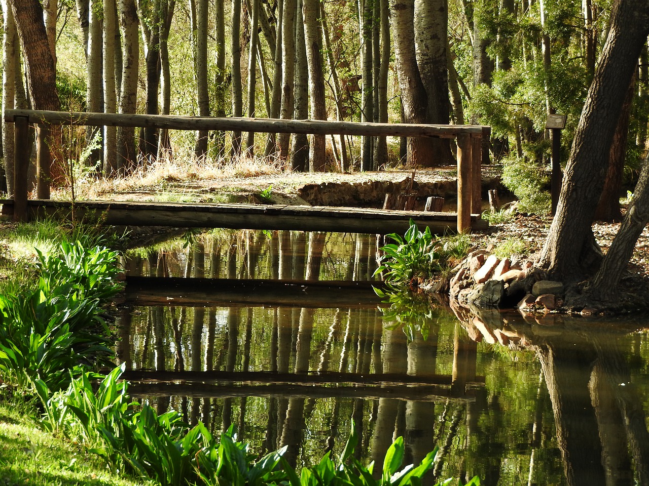 bridge stream nature free photo