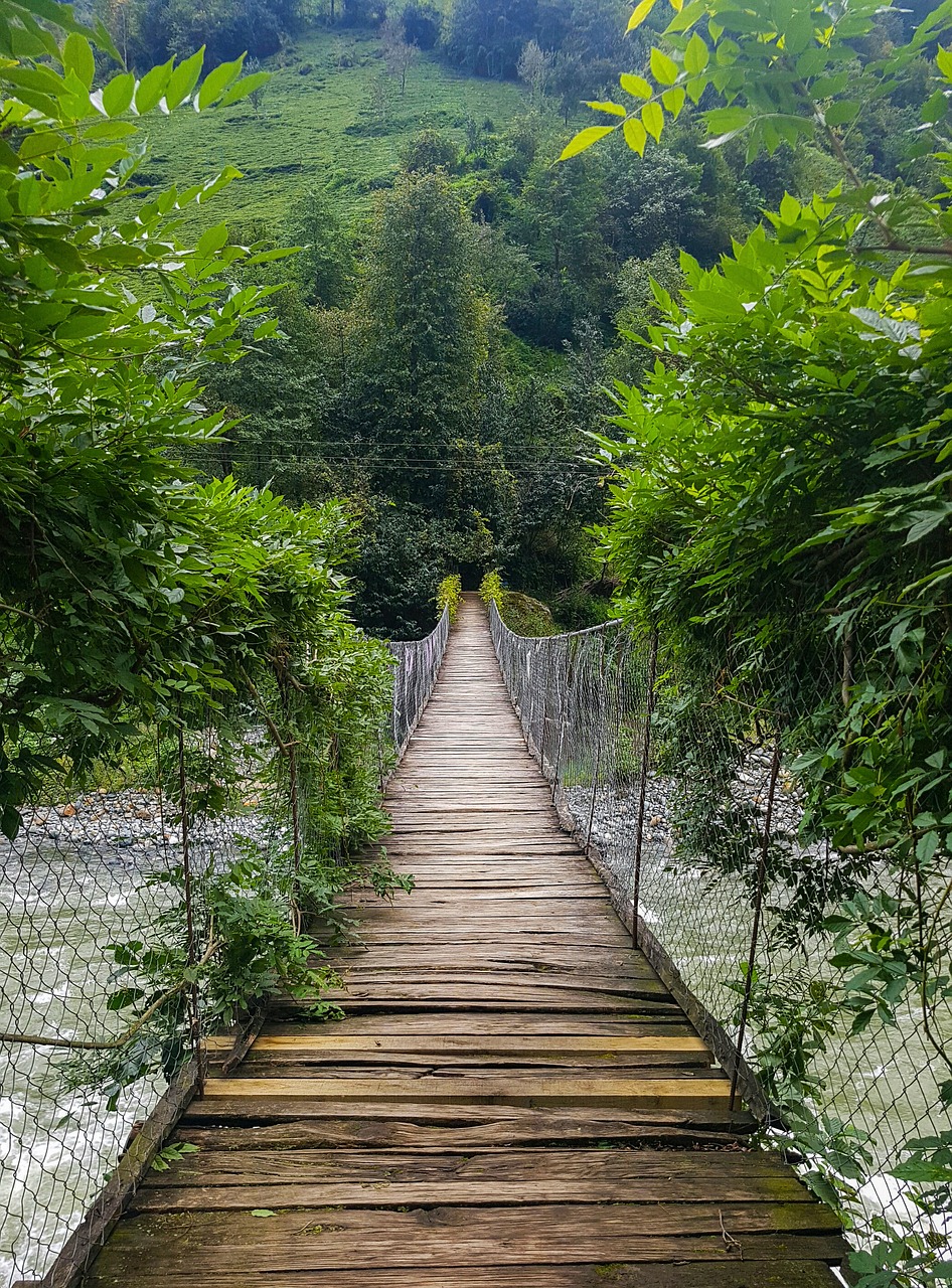 bridge tree nature free photo