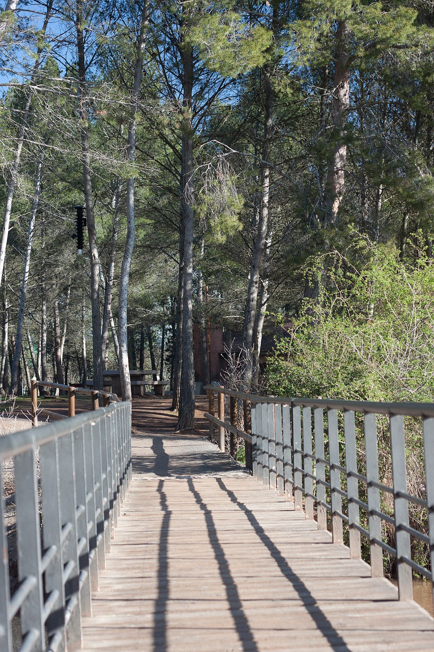 bridge nature forest free photo