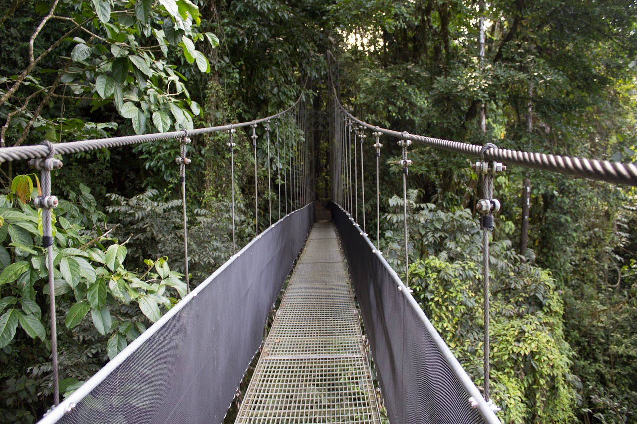 bridge rain forest costa rica free photo