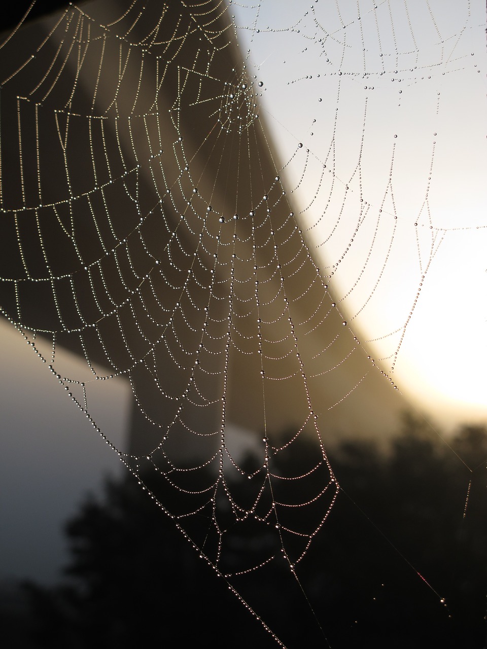 bridge cobweb autumn free photo