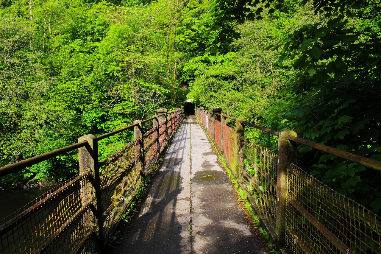 bridge wood nature free photo