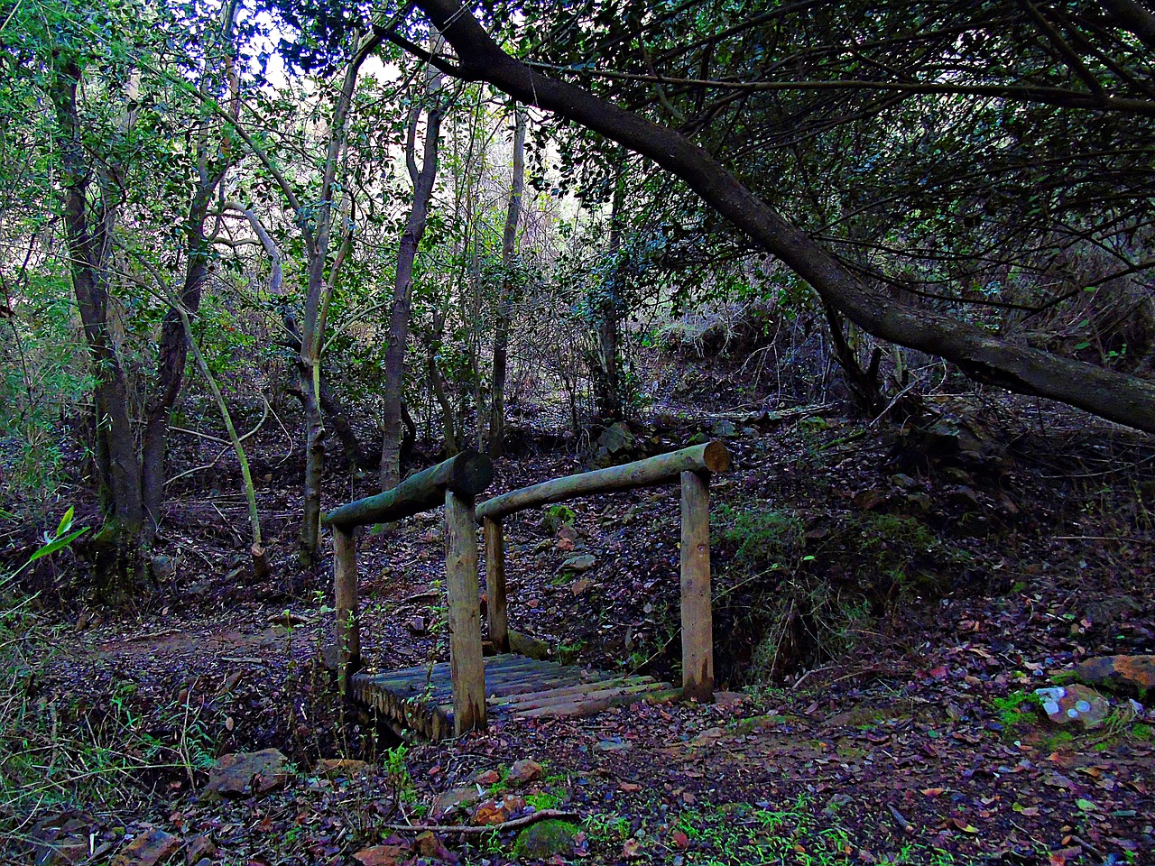 bridge nature wood free photo