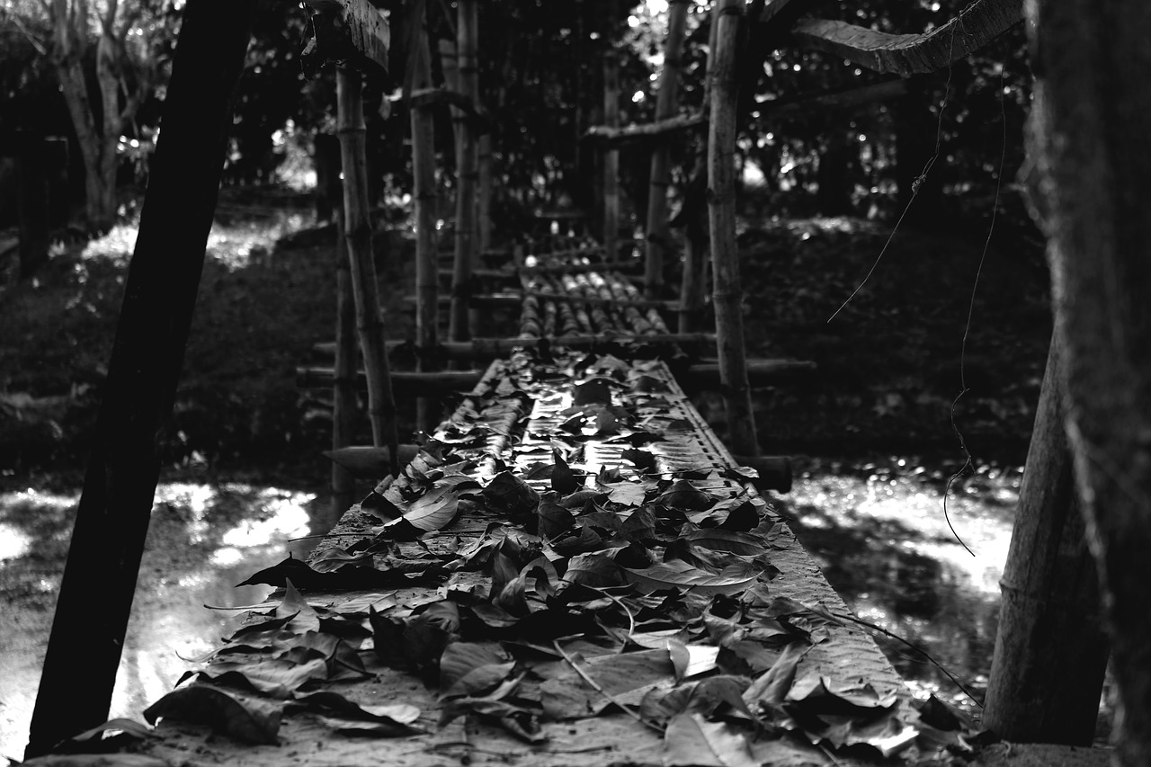 bridge leaves black and white free photo
